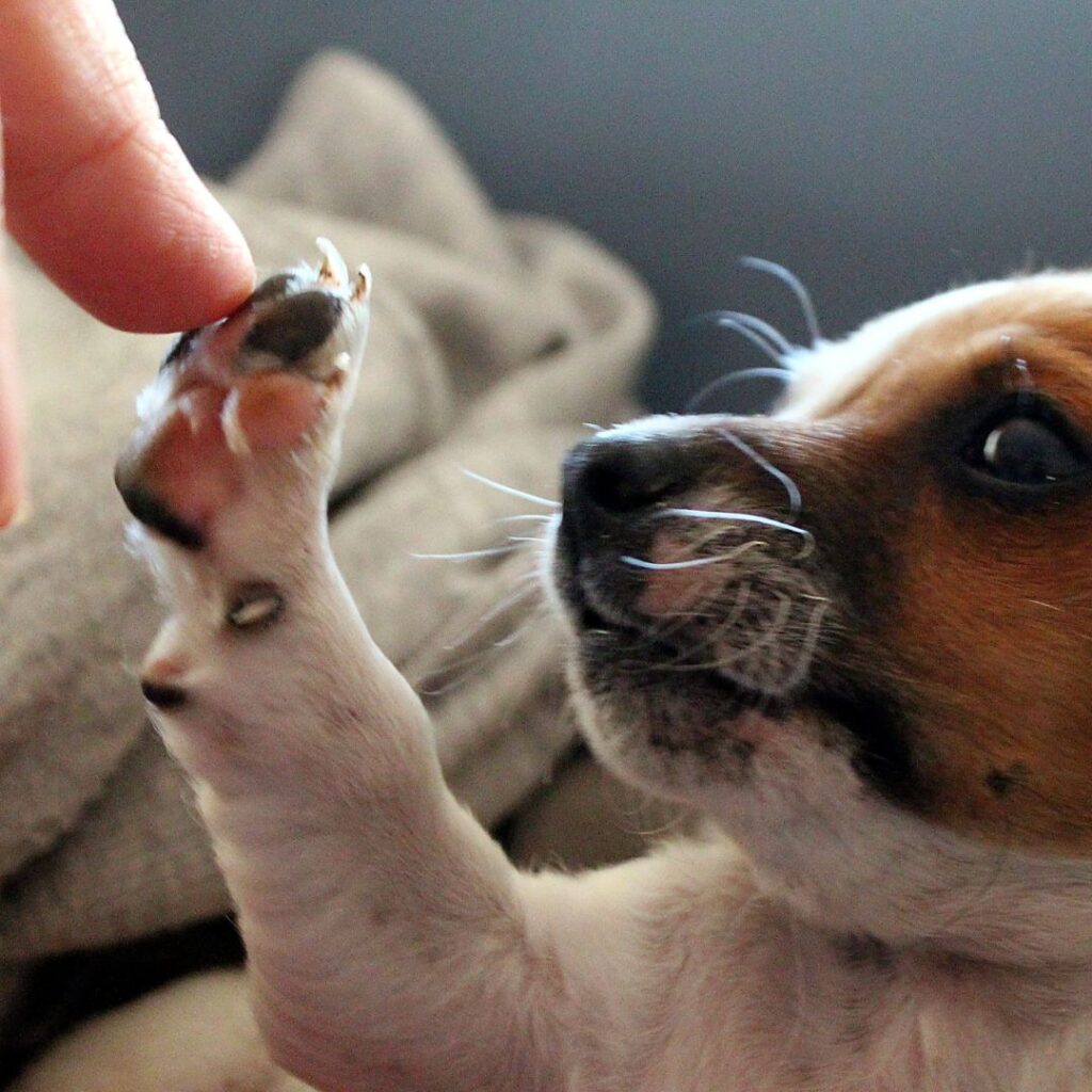 PERCORSI-CUCCIOLI