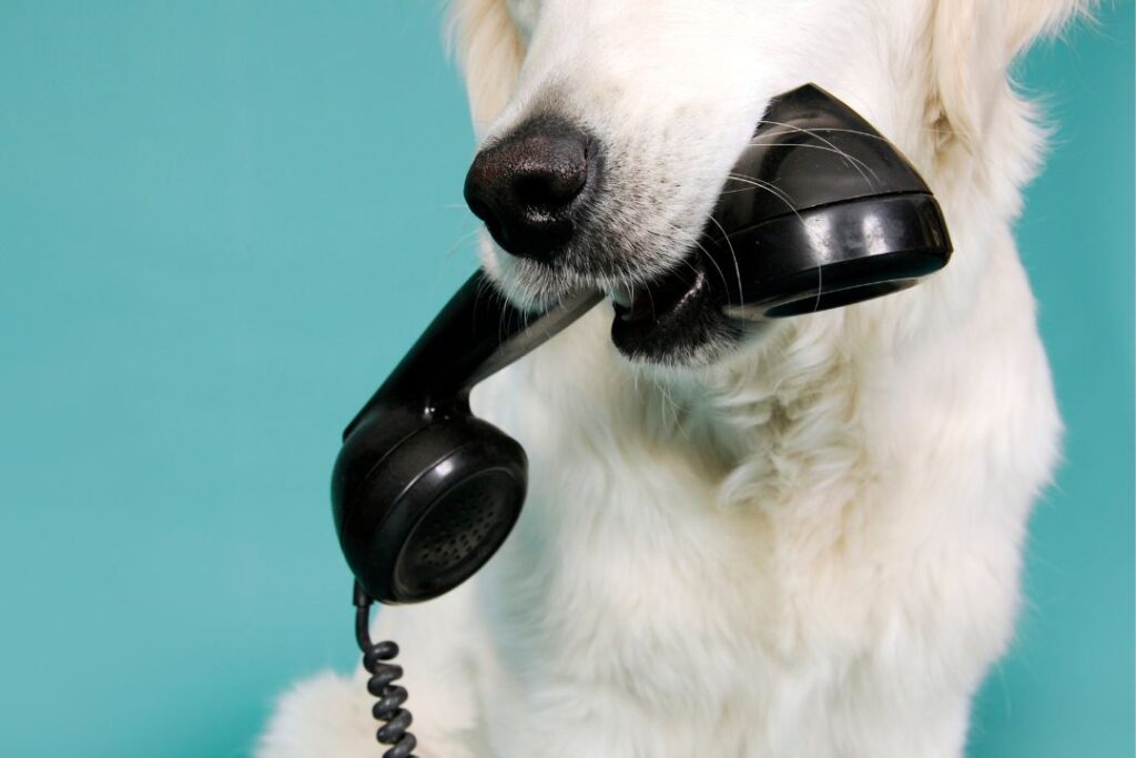 contatti-dogs-mind-dogs