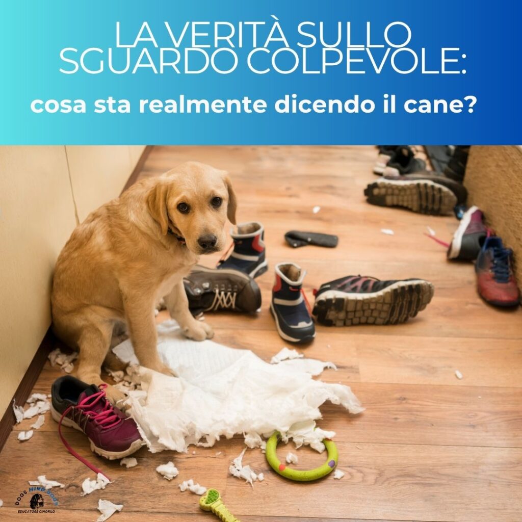cane-sguardo-colpevole
