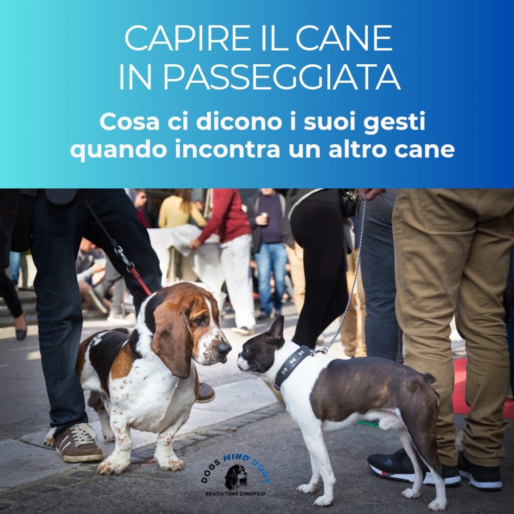 passeggiata-cani-dogs-mind-dogsa-umberto-pratella