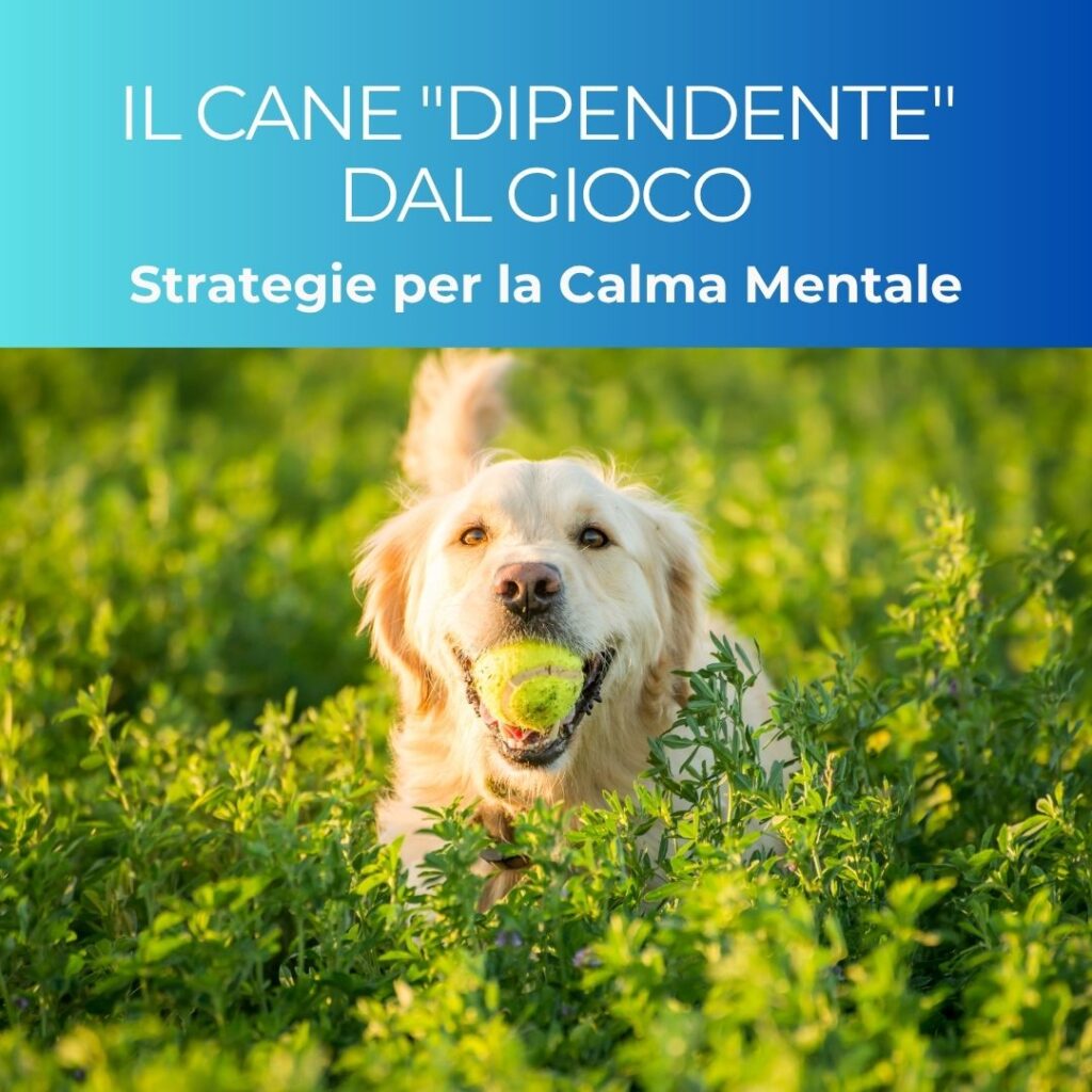 cane-gioco-ossessione-dogs-mind-dogs