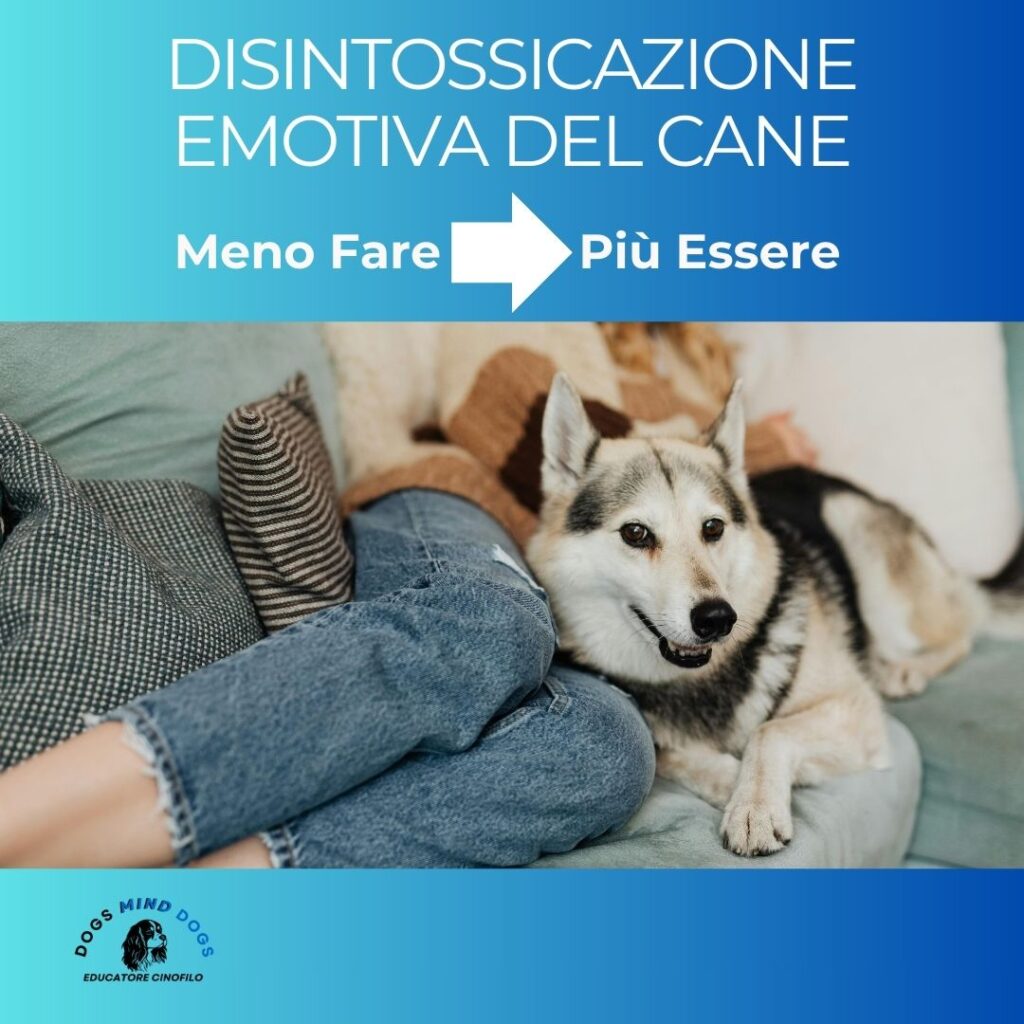 DISINTOSSICAZIONE-EMOTIVA-CANE-DOGS-MIND-DOGS