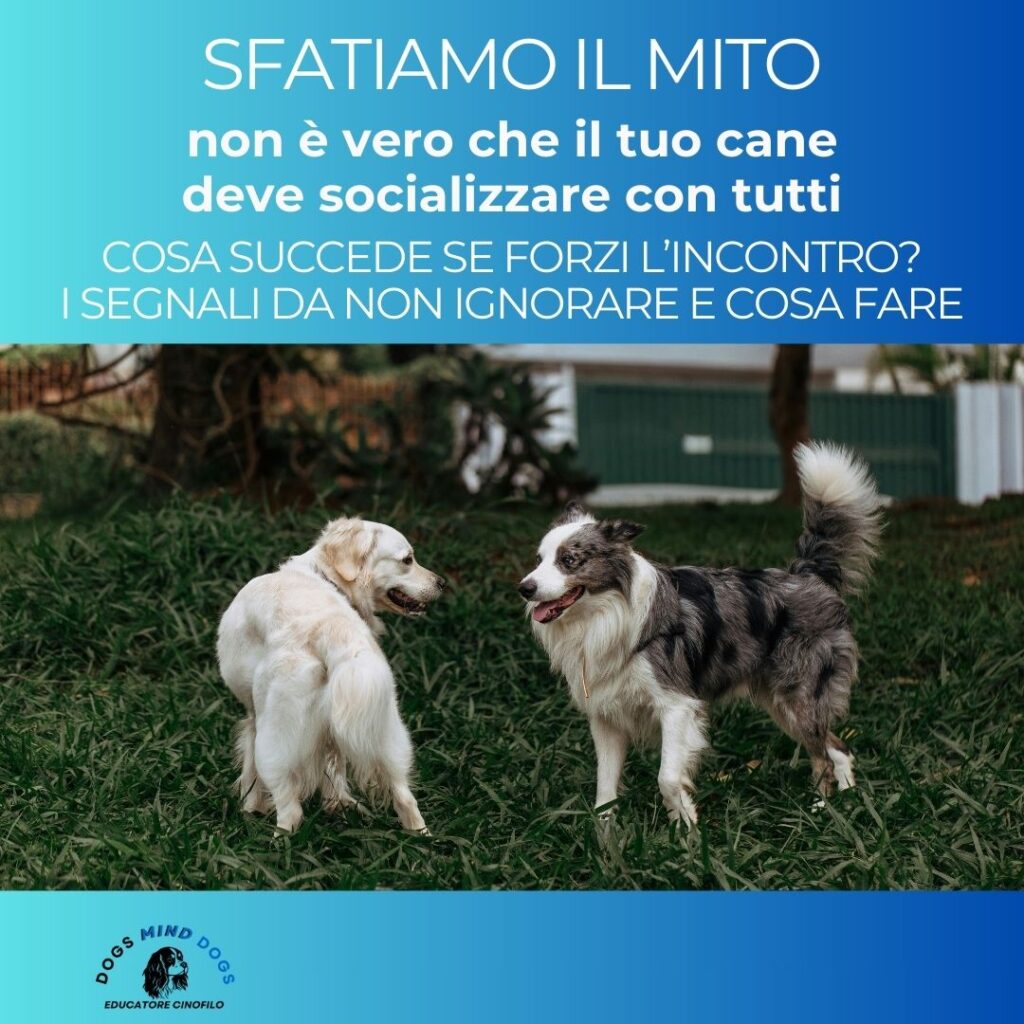 non-forzare-il-cane-a-socializzare-dogs-mind-dogs