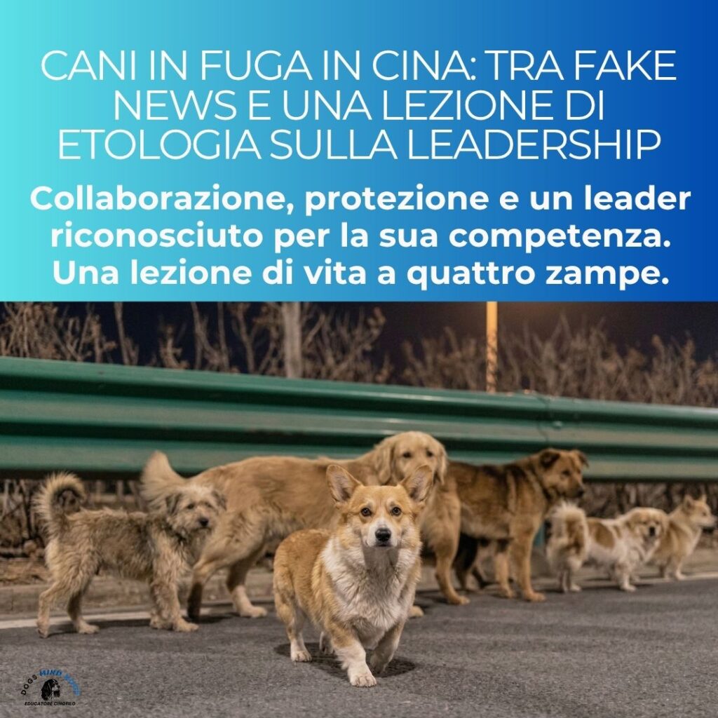 7-cani-cina-fake-news-dogs-mind-dogs