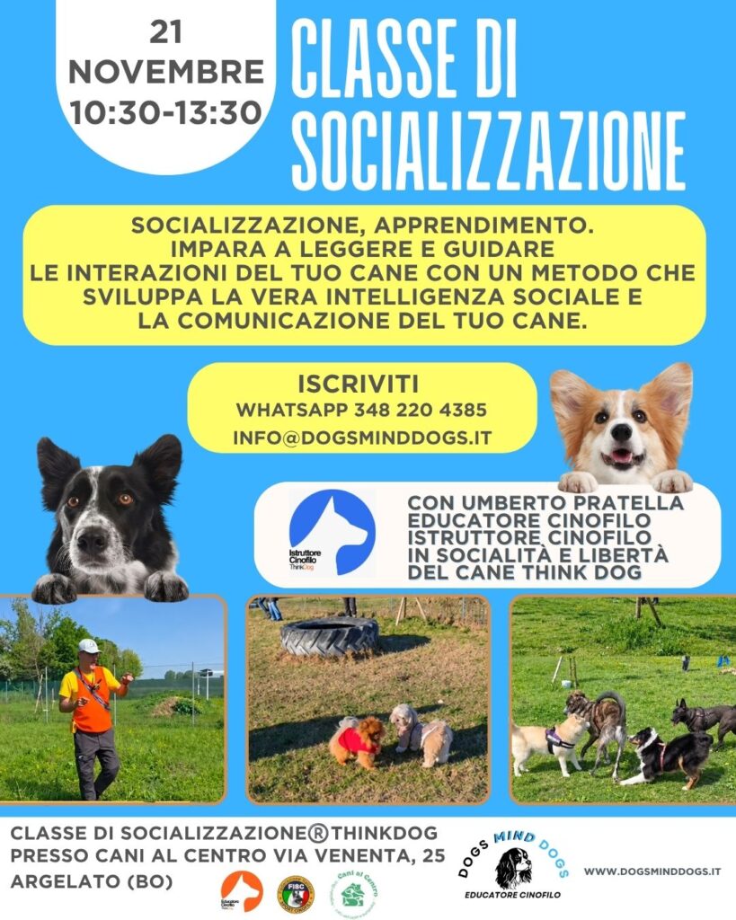 classe-socializzazione-dogs-mind-dogs